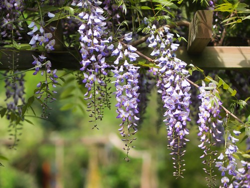 Aménager une pergola fleurie