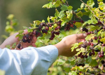 De la fraîcheur pour les petits fruits