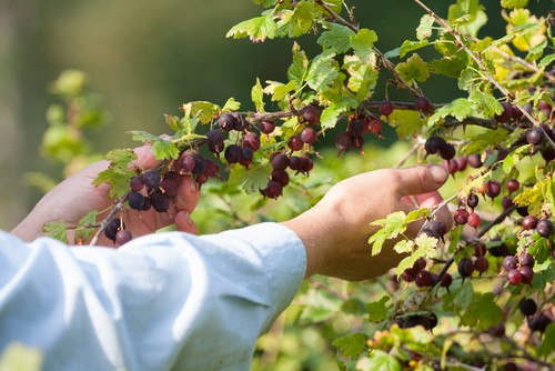 De la fraîcheur pour les petits fruits