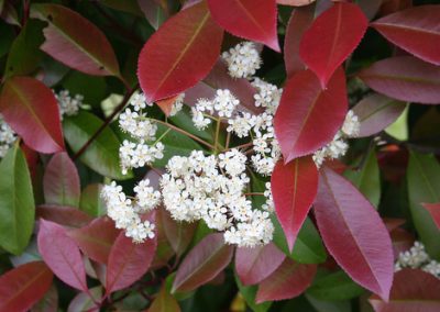 Les plantes qui résistent en maison de campagne