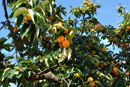 Plaqueminier : plantation, entretien et récolte de l'arbre à kaki