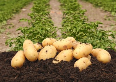 Quelques gestes pour bien réussir les pommes de terre