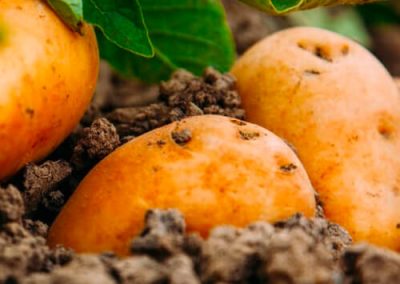 Les légumes primeurs, le printemps dans l’assiette