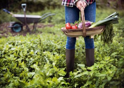 Tous au potager !