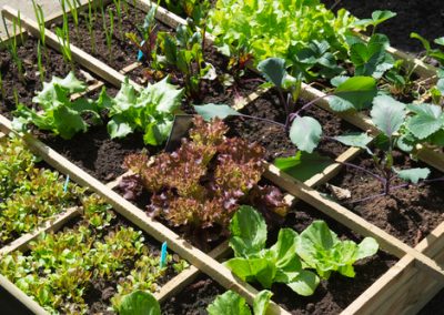 Le potager, un trésor de santé