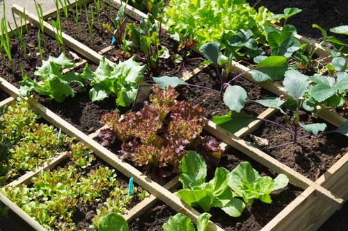 Le potager, un trésor de santé