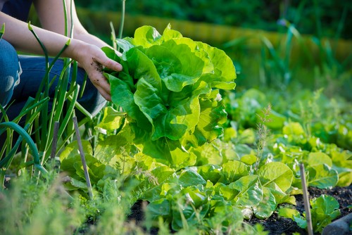 La salade, c’est à boire qu’il lui faut !