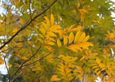 Le savonnier, arbre remarquable