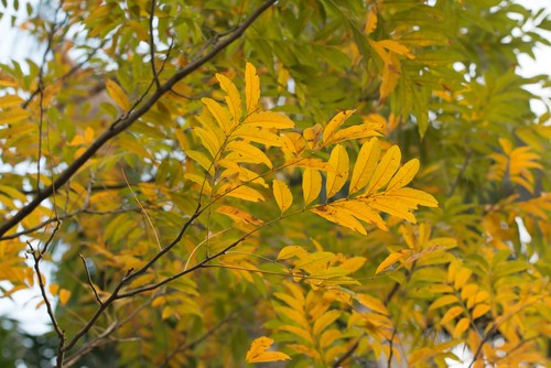 Le savonnier, arbre remarquable