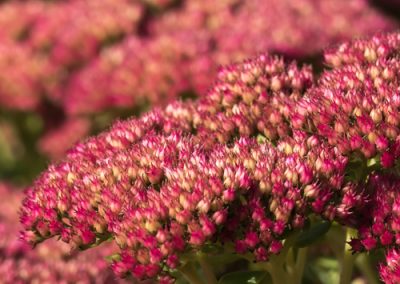 Des Sedum