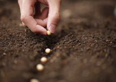 Légumes primeurs, semez tôt…