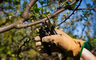 Inscription taille des fruitiers mars 2019