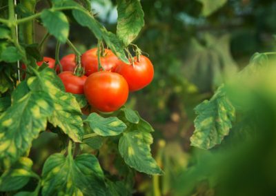 Les variétés de tomates