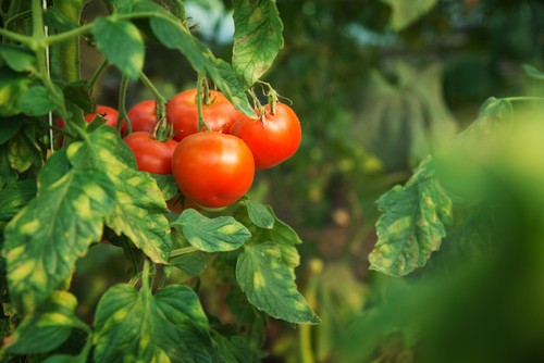 Les variétés de tomates