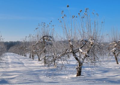 Les traitements de fin d’hiver