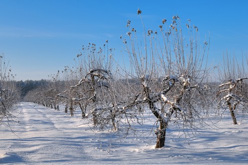 Les traitements de fin d’hiver