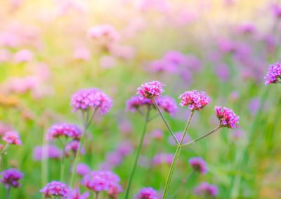 Fleurs résistantes à la sécheresse