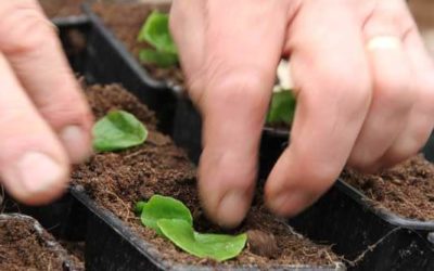 Le repiquage plantes à massif (Bégonia) d’Olivier