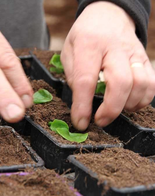 Le repiquage plantes à massif (Bégonia) d’Olivier