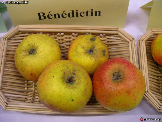 Benedictin