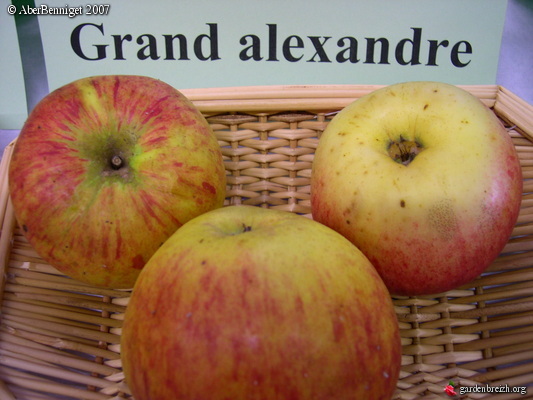 Grand alexandre
