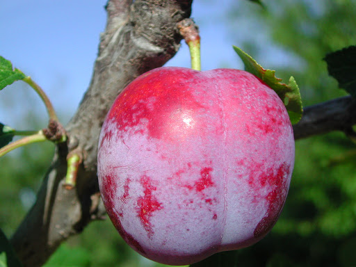 Prune pèche