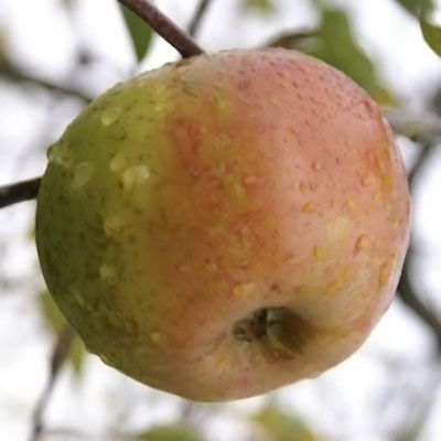 Reinette d’amornique
