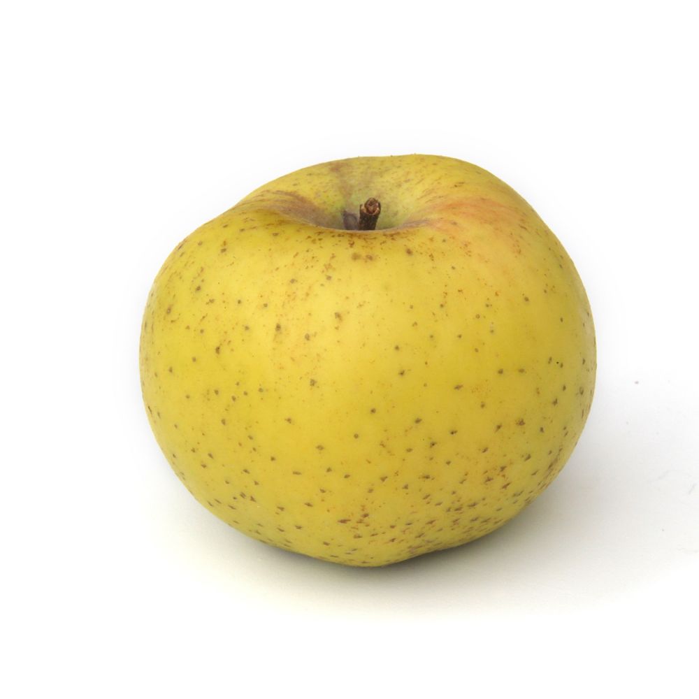 Reinette du Mans