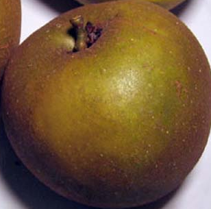Reinette grise de Saintonge
