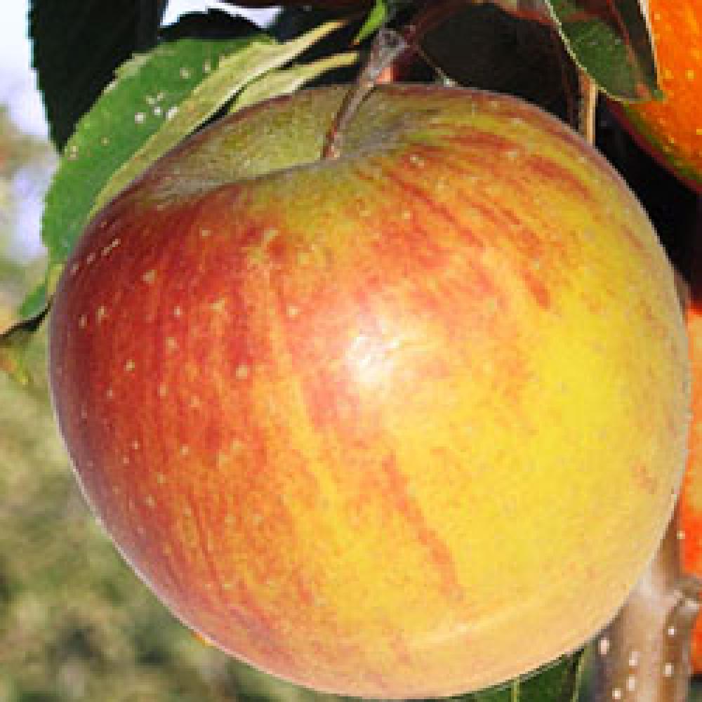 Rubinette