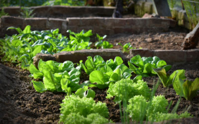 C’est l’heure de planter de la salade