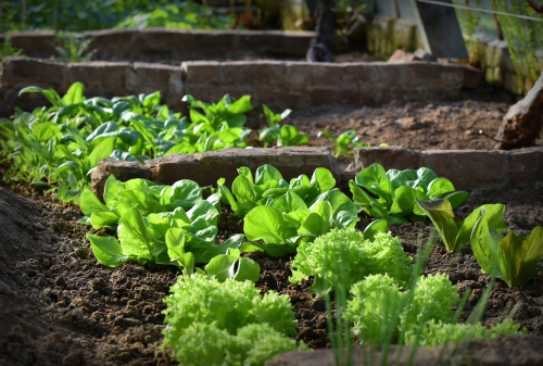 C’est l’heure de planter de la salade