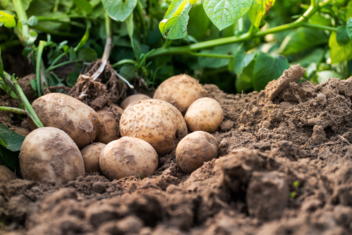 Les secrets pour de bonne pomme de terre