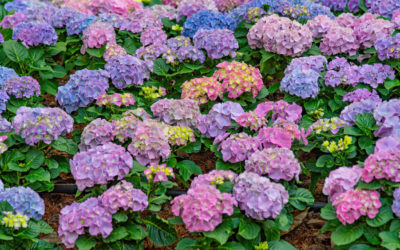 5 secrets pour des hydrangeas