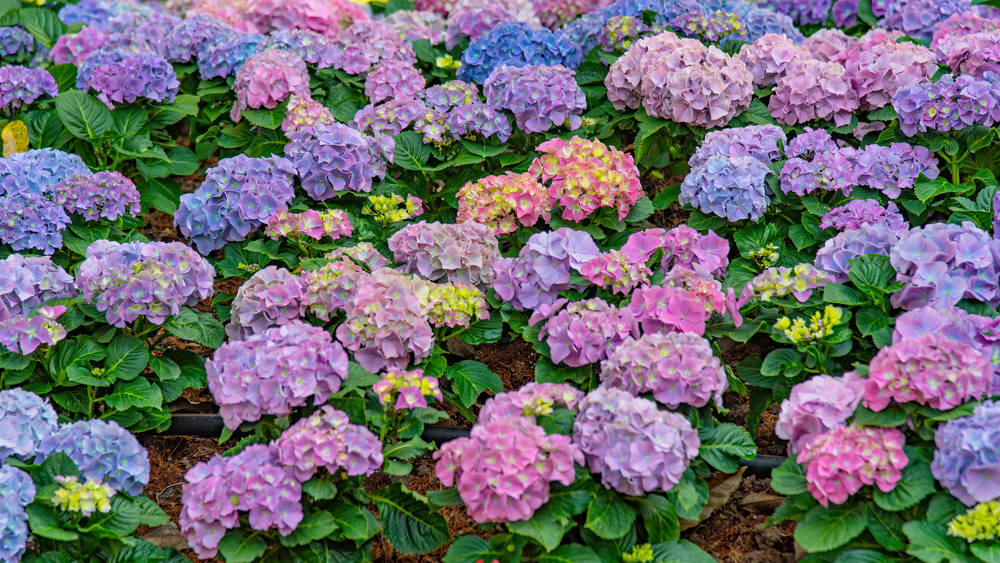 5 secrets pour des hydrangeas