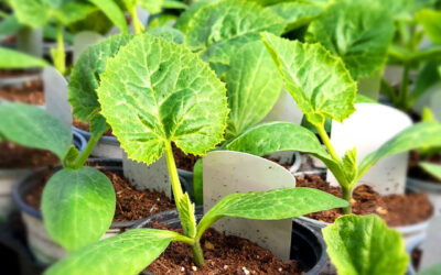 Que faire au jardin cet été ?