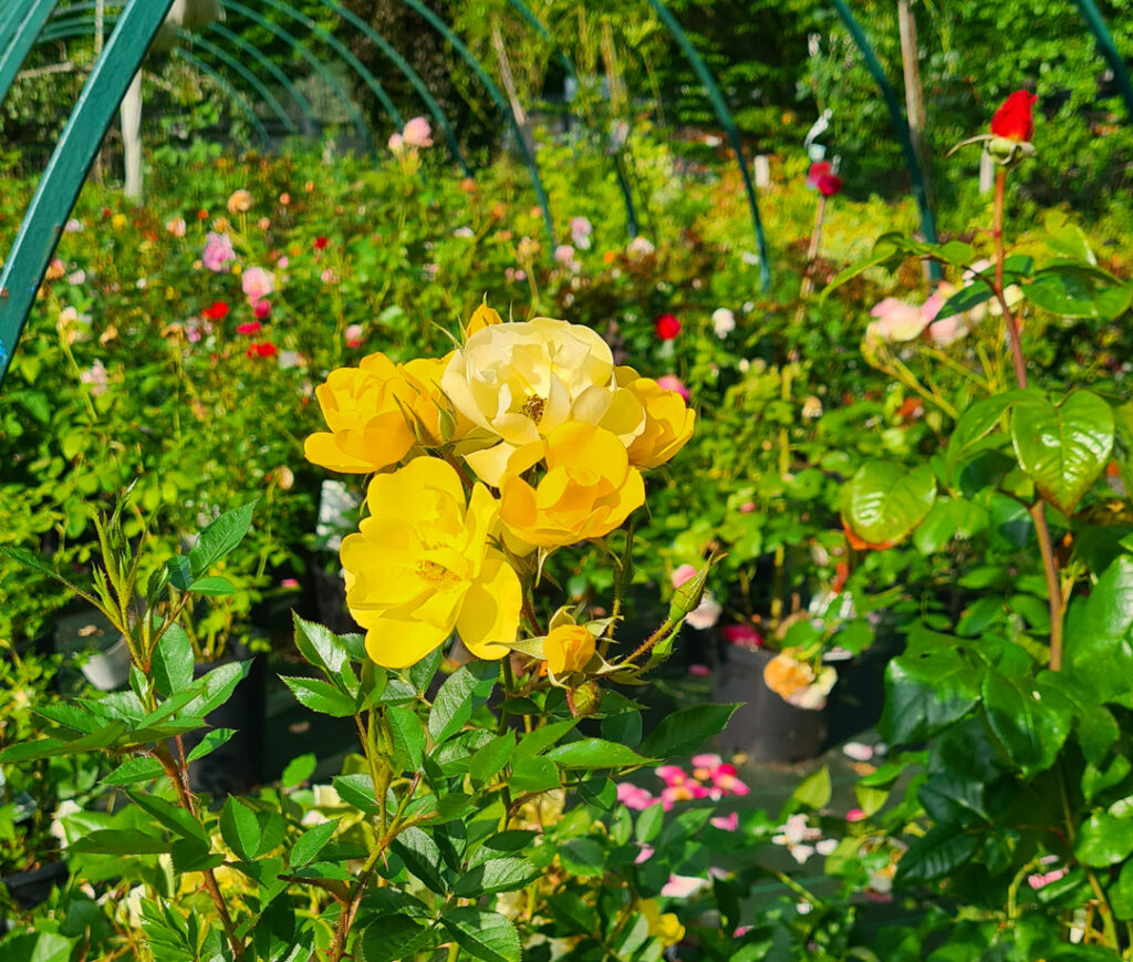 Rosiers jaunes en fleur au Jardin de Plaisance
