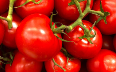 Au bonheur des tomates…