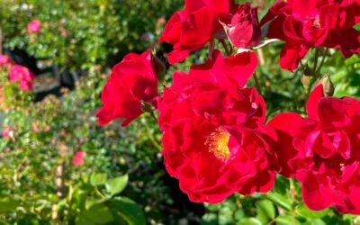 Le jardin en Juin