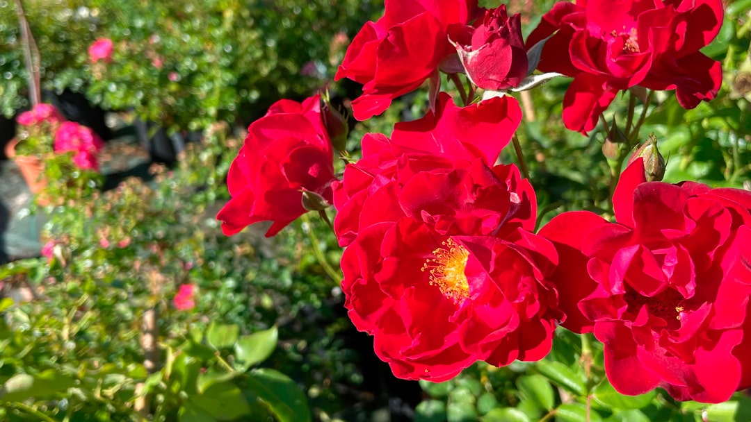 Tailler ses rosiers en été