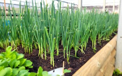 Le potager à l’aube du printemps…