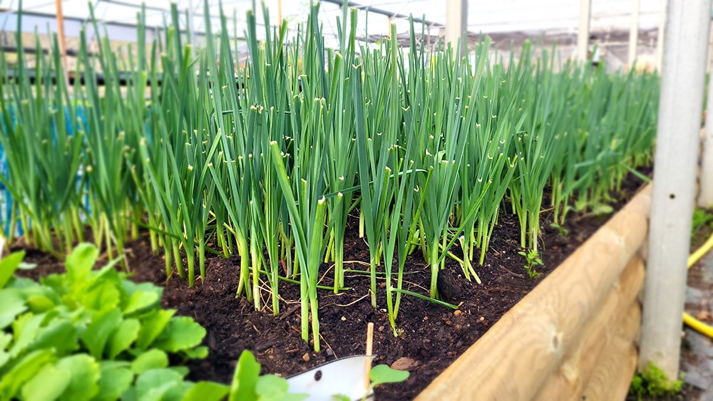 Le potager à l’aube du printemps…