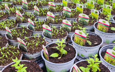 Le jardin en Mars