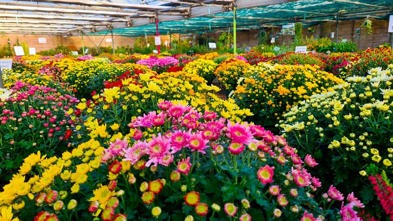 chrysanthemes-fleuris Chrysanthèmes fleuris au Jardin de Plaisance