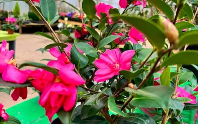 Le jardin en Hiver