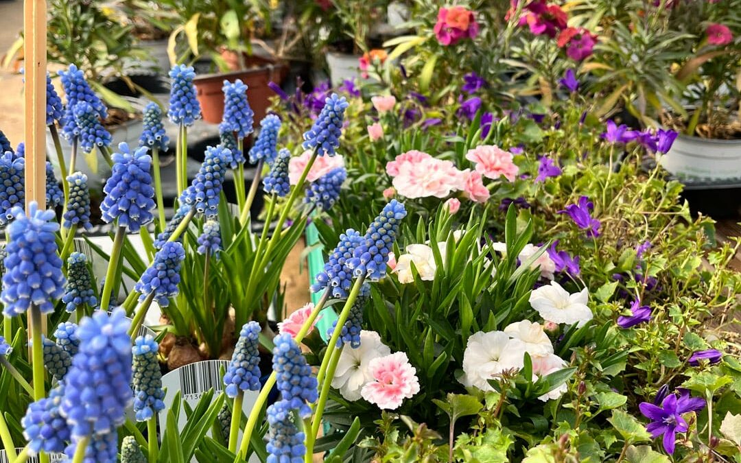 Le jardin en Avril