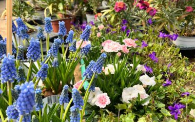 Le jardin en Avril