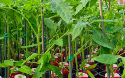 Le jardin en Mai