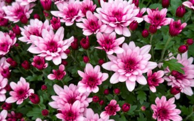 Le jardin en Novembre