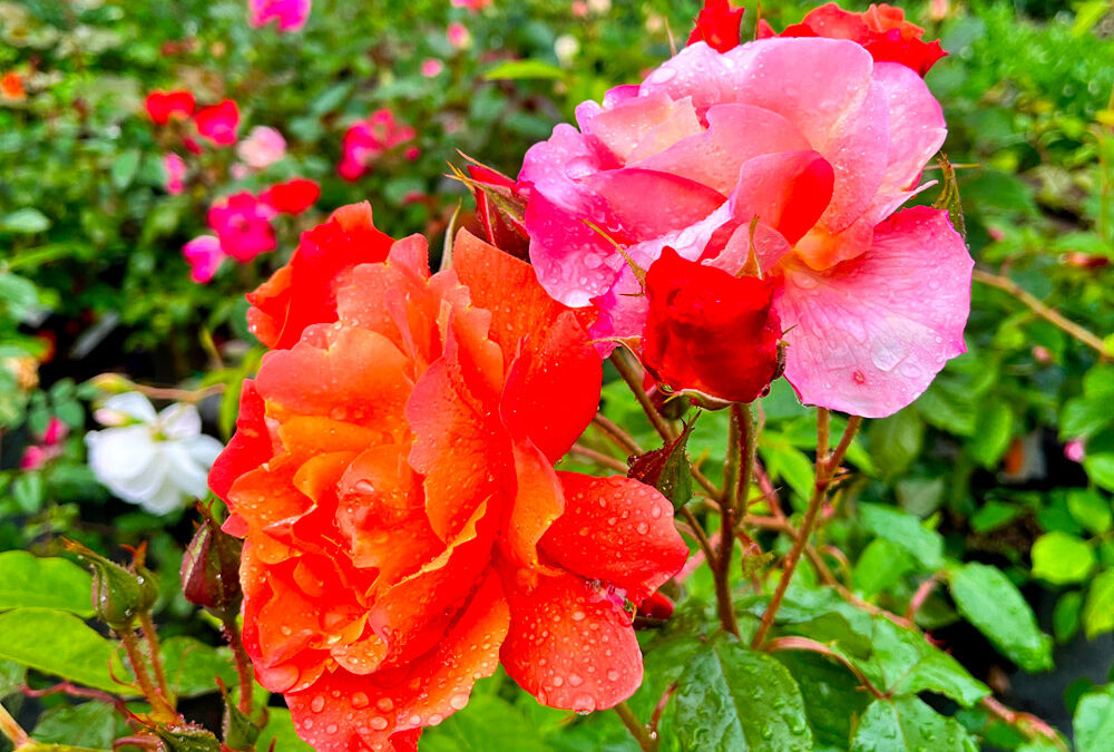 Le jardin en Mai